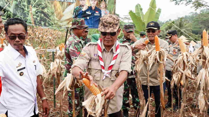 Perkuat Ketahanan Pangan, Dandim 0613 Ciamis Bersama Bupati dan Ketua DPRD Panen Raya Jagung