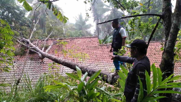 Pohon Albasia tumbang timpa rumah di Pamarican Ciamis