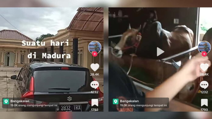 Viral Rumah Mewah Jadi kandang sapi di Madura