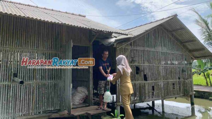 Ciamis Penghasil Ayam Pedaging Kedua di Jabar dan Nasional