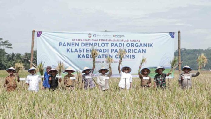 Panen Padi Organik di Lahan Demplot di Bangunsari Ciamis Memuaskan