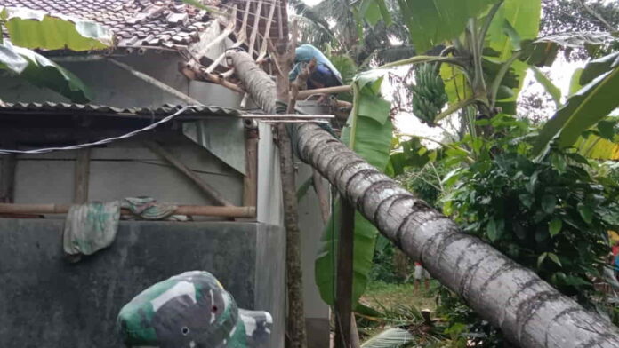 Pohon Kelapa Tumbang dan Timpa Rumah di Purwadadi Ciamis