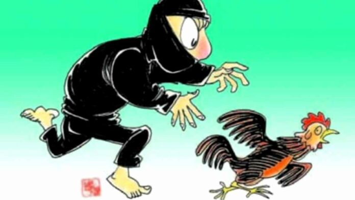 Ternak Ayam Tintin