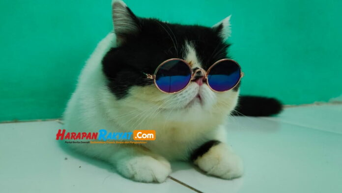 Ilustrasi arti mimpi kucing kesayangan mati