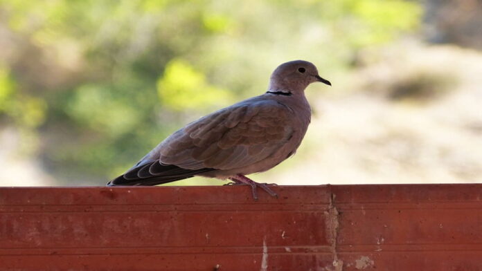 Arti Mimpi Burung Perkutut Masuk Rumah