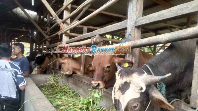 DKP3 Kota Banjar Sebut Sapi Lokal Bebas PMK