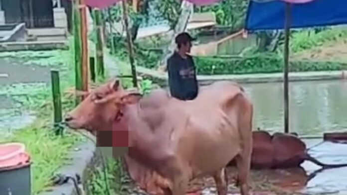 Sapi sudah disembelih masih bisa berdiri di Tasikmalaya