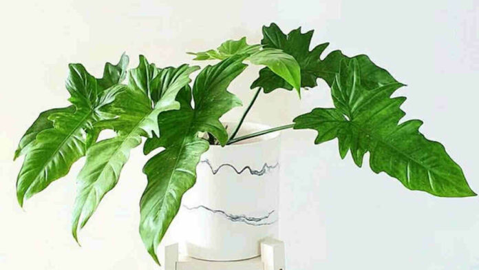 Manfaat Tanaman Philodendron