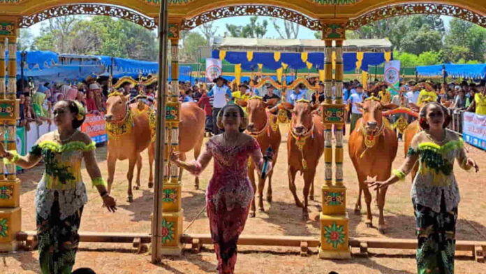 Festival Budaya Sapi Sonok Madura