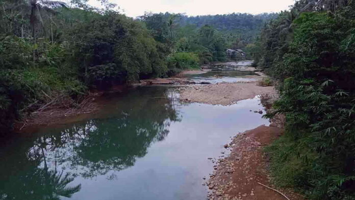 Pohon Picung