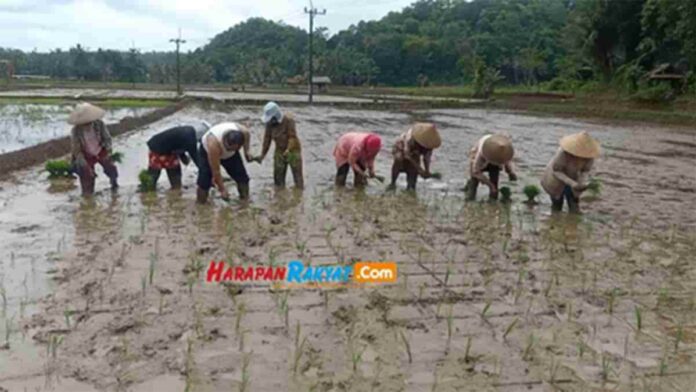 Desa Sidomulyo di Pangandaran