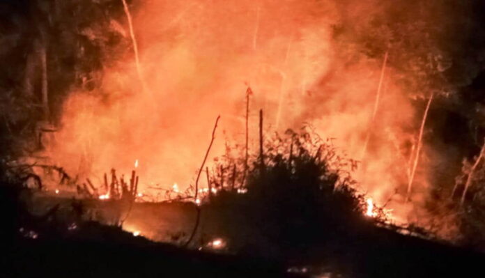 Lahan perkebunan kayu dan bambu