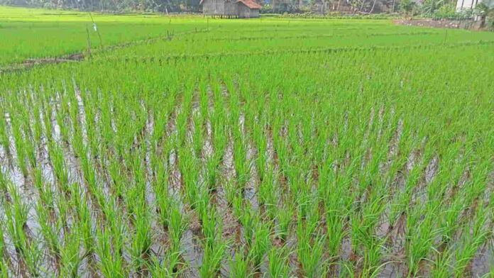 Petani di Desa Purwasari Ciamis Masih Bisa Tanam Padi