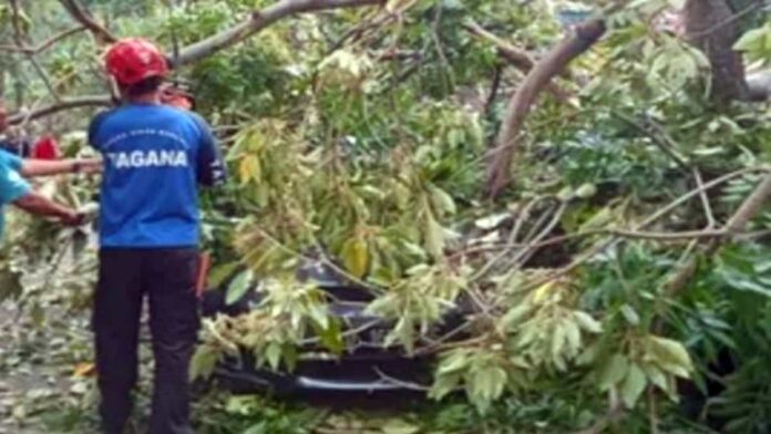 evakuasi pohon tumbang di Kota Cimahi