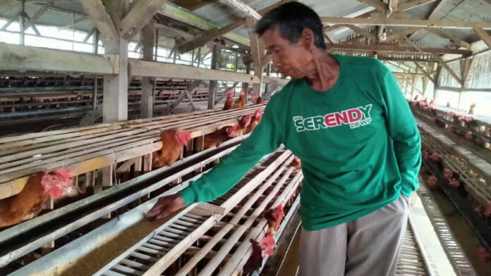 Peternak Ayam Petelur Lokal di Kota Banjar