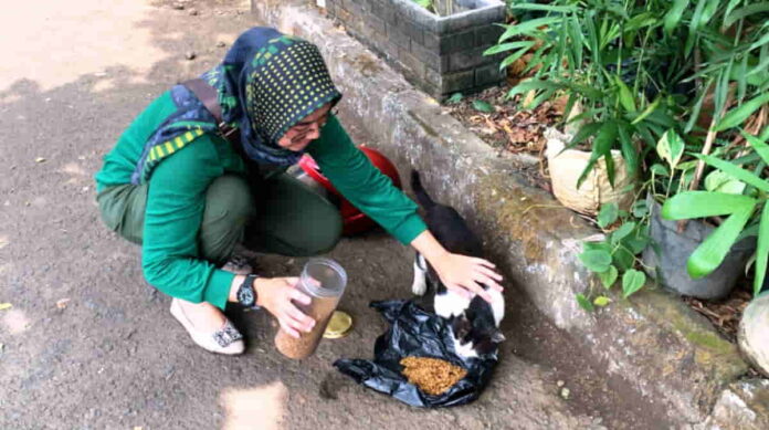 Street Feeding Kucing Jalanan