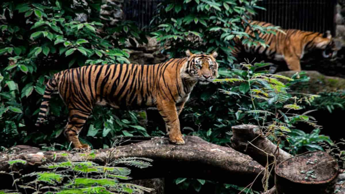 Fauna Hutan Hujan Tropis Yang Ada Di Wilayah Indonesia