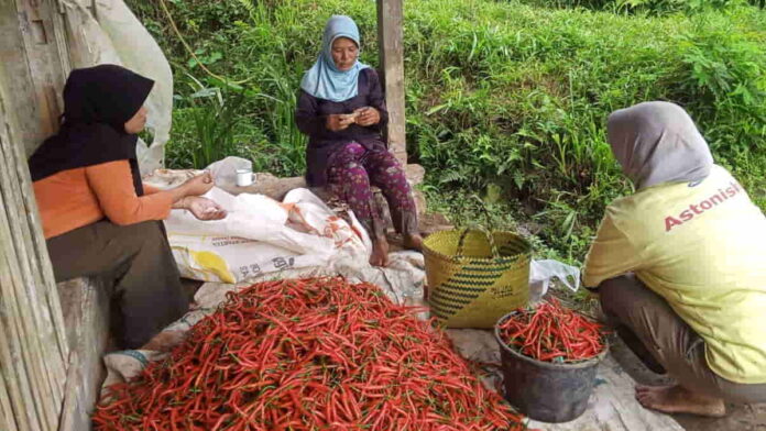 Harga Cabai Merah Keriting