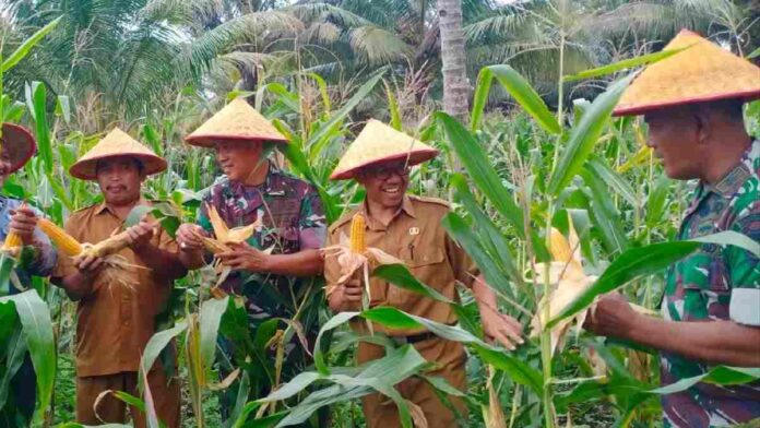 Panen raya jagung kodim