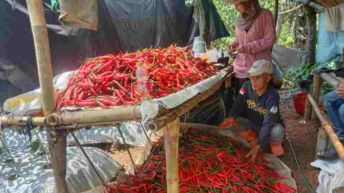 Petani Cabai di Langkaplancar