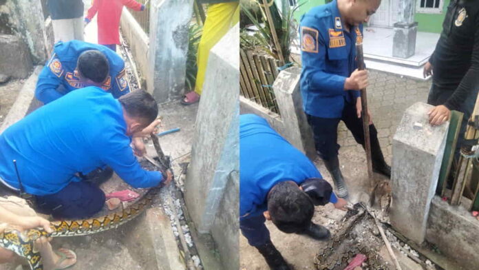 Ular Sanca Kembang Masuk ke Pemukiman di Kota Banjar
