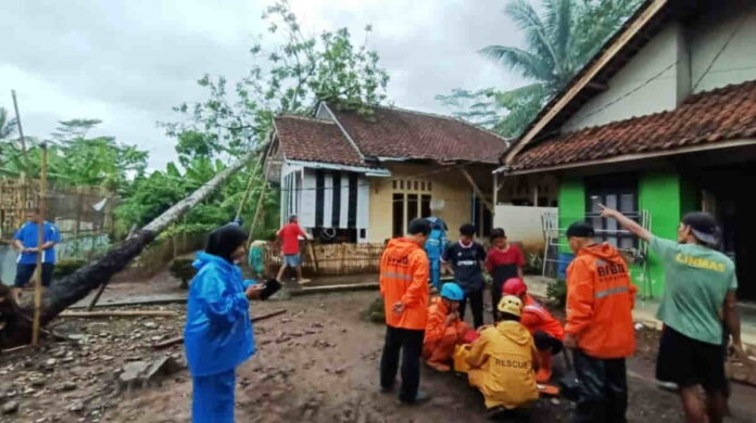 Pohon Tumbang di Kota Banjar