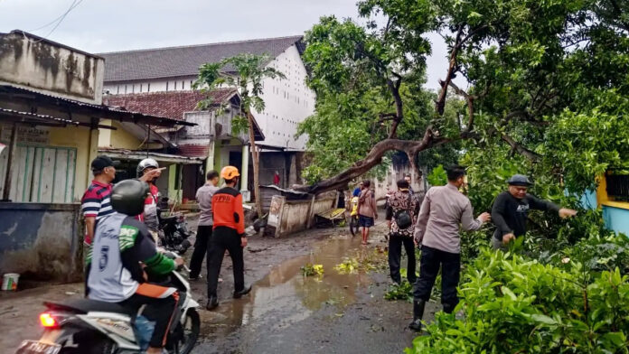 Dampak Angin Kencang di Bondowoso