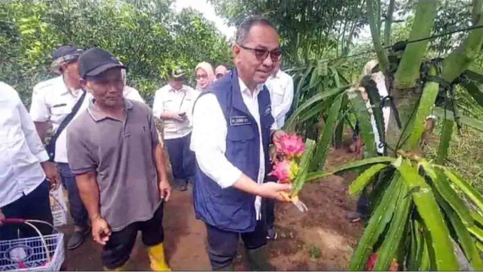 Kebun Buah Naga