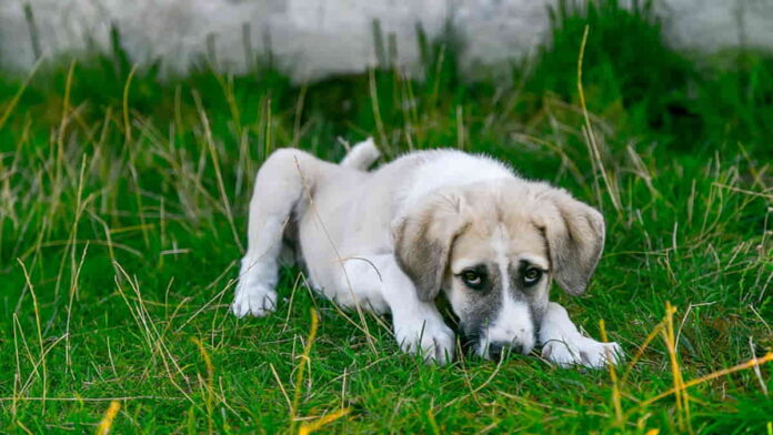 Pangandaran pemasok anjing liar untuk konsumsi