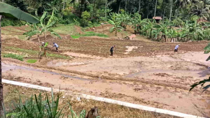 Petani Padi di Kecamatan Panawangan