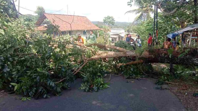 Pohon Mahoni Tumbang dan Melintang di Cipaku, Jalan Kawali-Sadananya Ciamis Sempat Terganggu