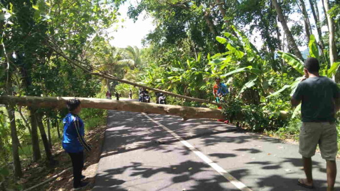 Pohon Tumbang, Akses Penghubung 2 Desa di Banjaranyar Ciamis Tak Bisa Dilalui