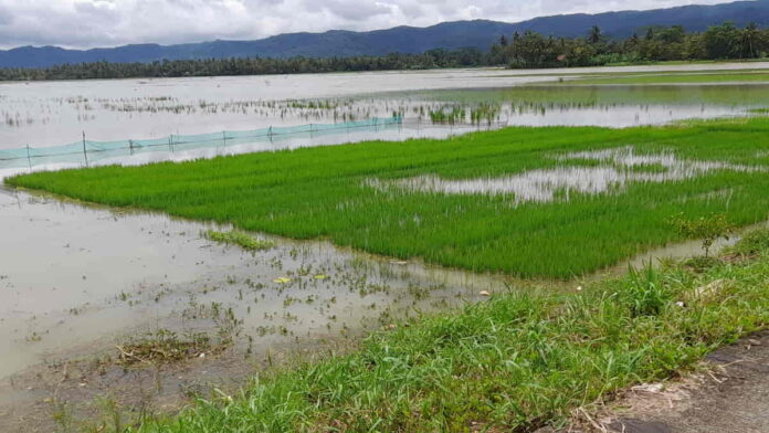 Banjir rendam ratusan sawah produktif di Pangandaran