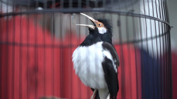 Cara Budidaya Burung Jalak Suren