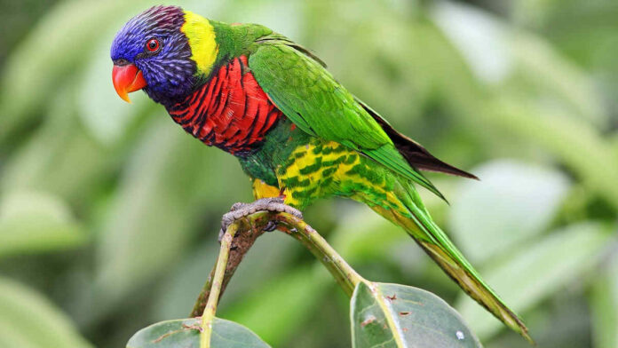 Cara Budidaya Burung Paruh Bengkok