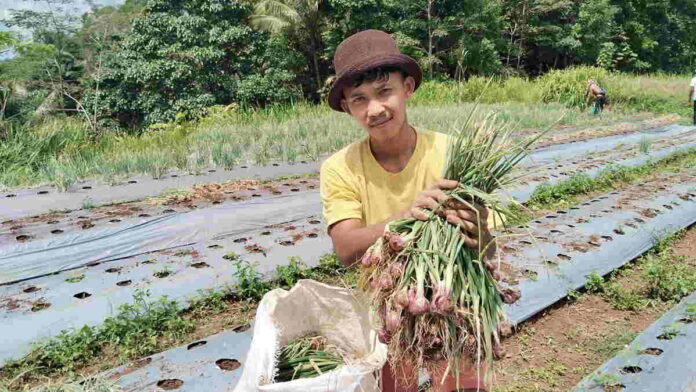 Hasil Panen Bawang Merah Petani di Langkaplancar Pangandaran Maksimal