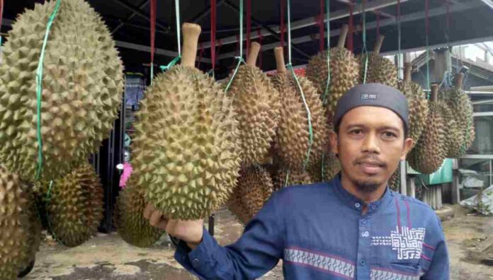 Durian Bawor Hasil Panen