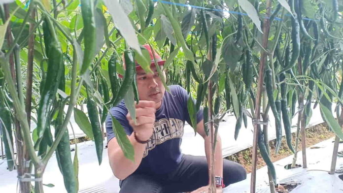 Petani milenial di Tasikmalaya sulap lahan terbengkalai jadi kebun cape