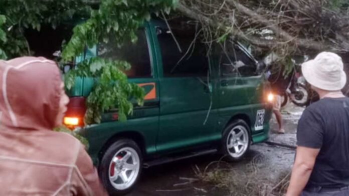 Pohon Besar Roboh Timpa Mobil di Cibatu Garut