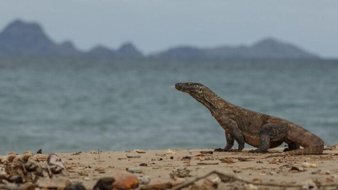 Pulau Biawak Indramayu