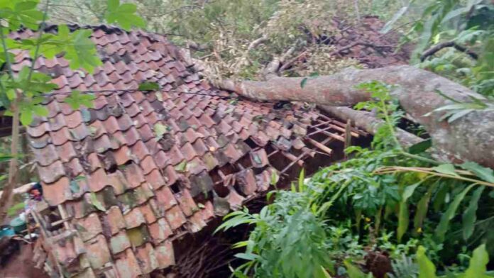 Satu Rumah Warga Cipaku Ciamis Rusak Tertimpa Pohon Tumbang