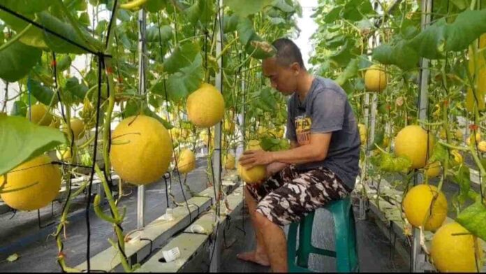 Agrowisata petik buah melon