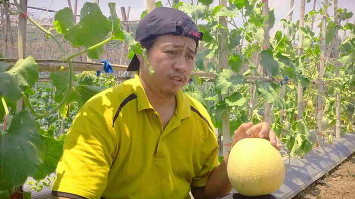 Beli Melon di Purwadadi Ciamis, Langsung Petik dari Pohon