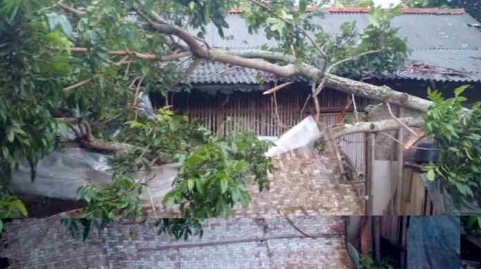 Rumahnya Rusak Tertimpa Pohon