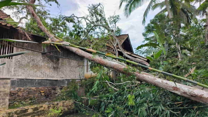 Pohon Tumbang Rusak Rumah di Cipaku Ciamis