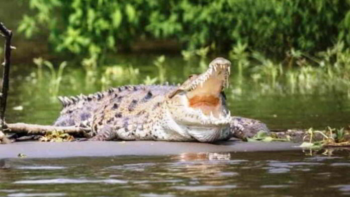 Lansia di Kalimantan Diterkam Buaya