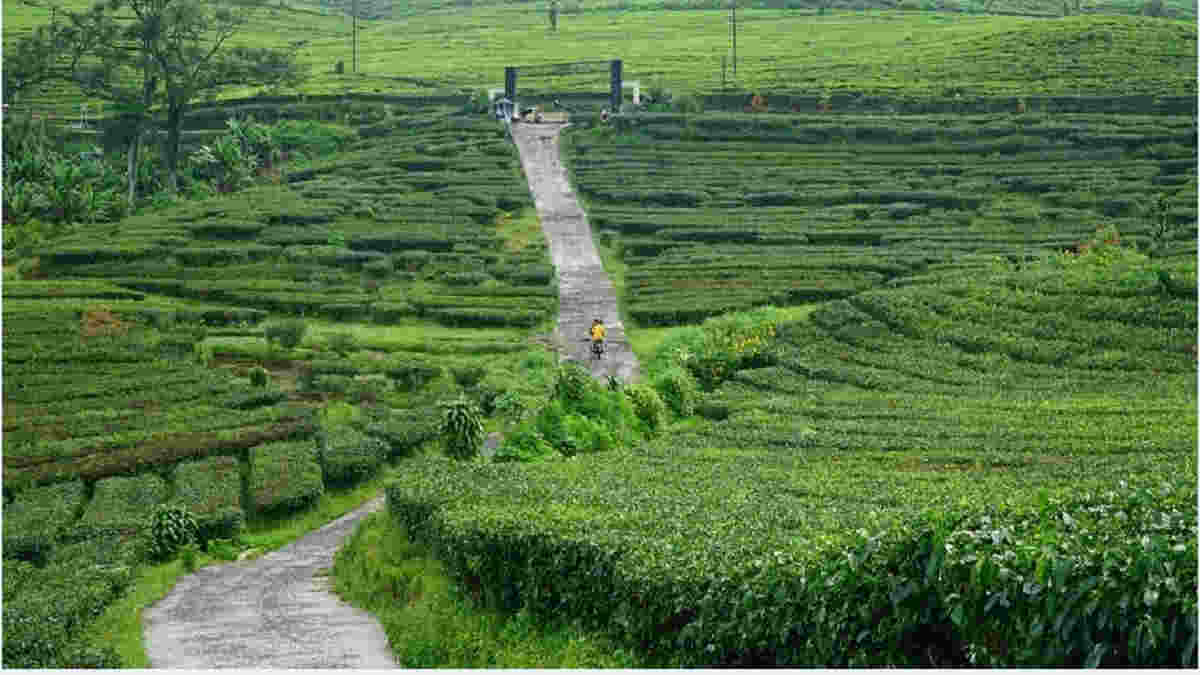 Kebun Teh Sukawana Lembang Wisata Tersembunyi di Jawa Barat