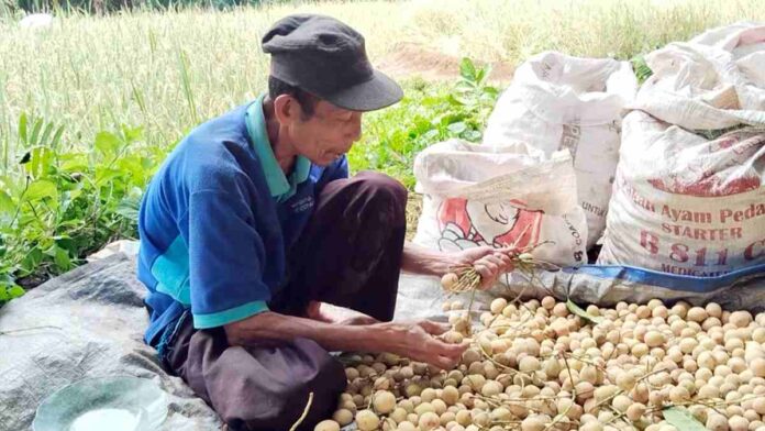 Manisnya Buah Duku Khas Pamahan, Asli Langkaplancar Pangandaran yang Melegenda