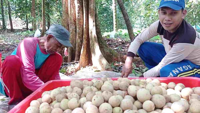 Melihat Buah Duku Cililitan yang Manis Khas dari Ciamis