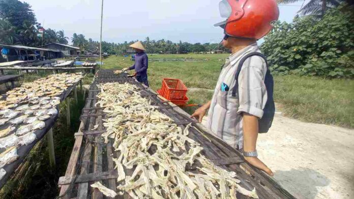 Oleh-oleh Tulang Ikan Asin Jambal Roti Asal Pangandaran Banyak Diminati